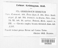 Trichoglossum hirsutum image